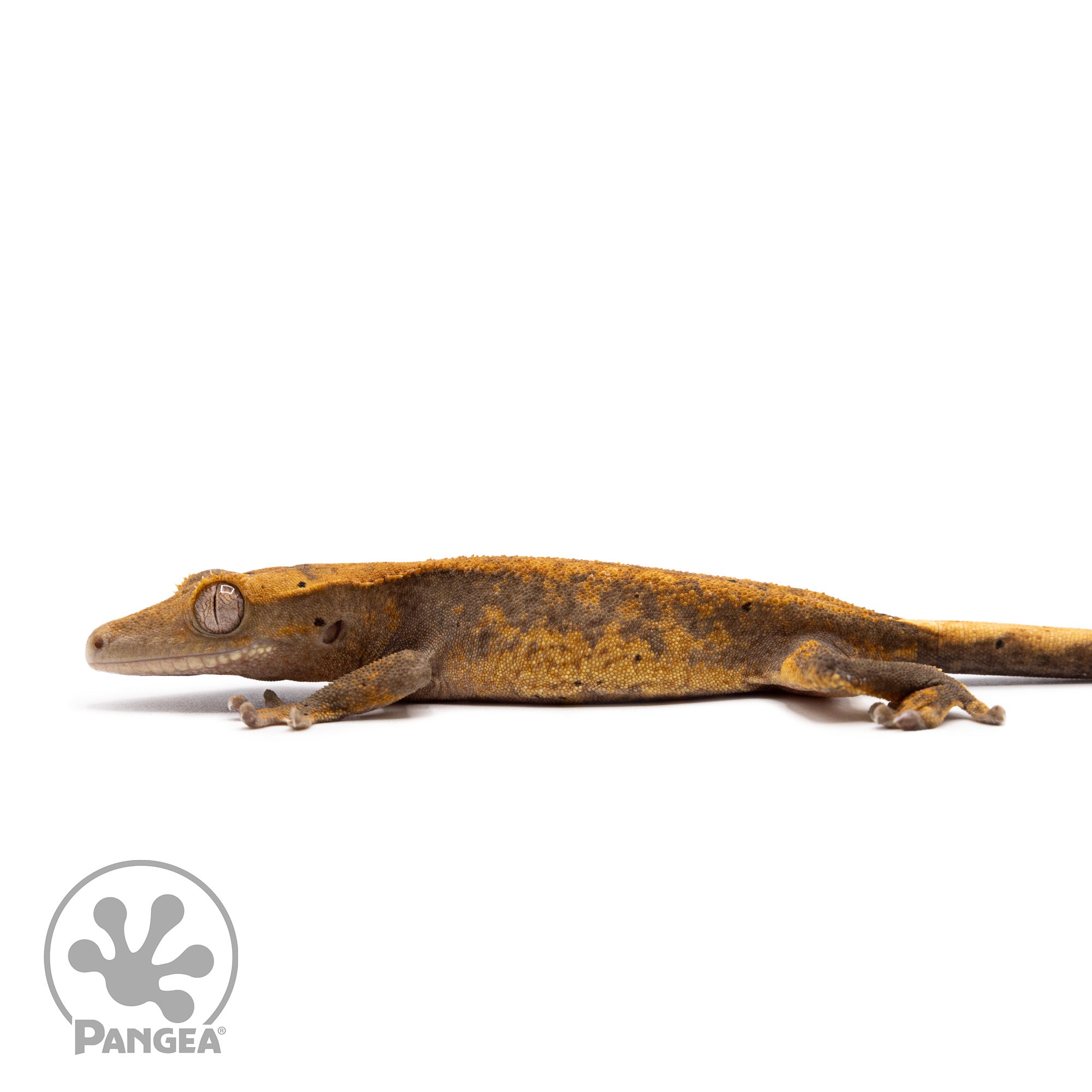 Juvenile Pixel Crested Gecko Cr-10055 facing left