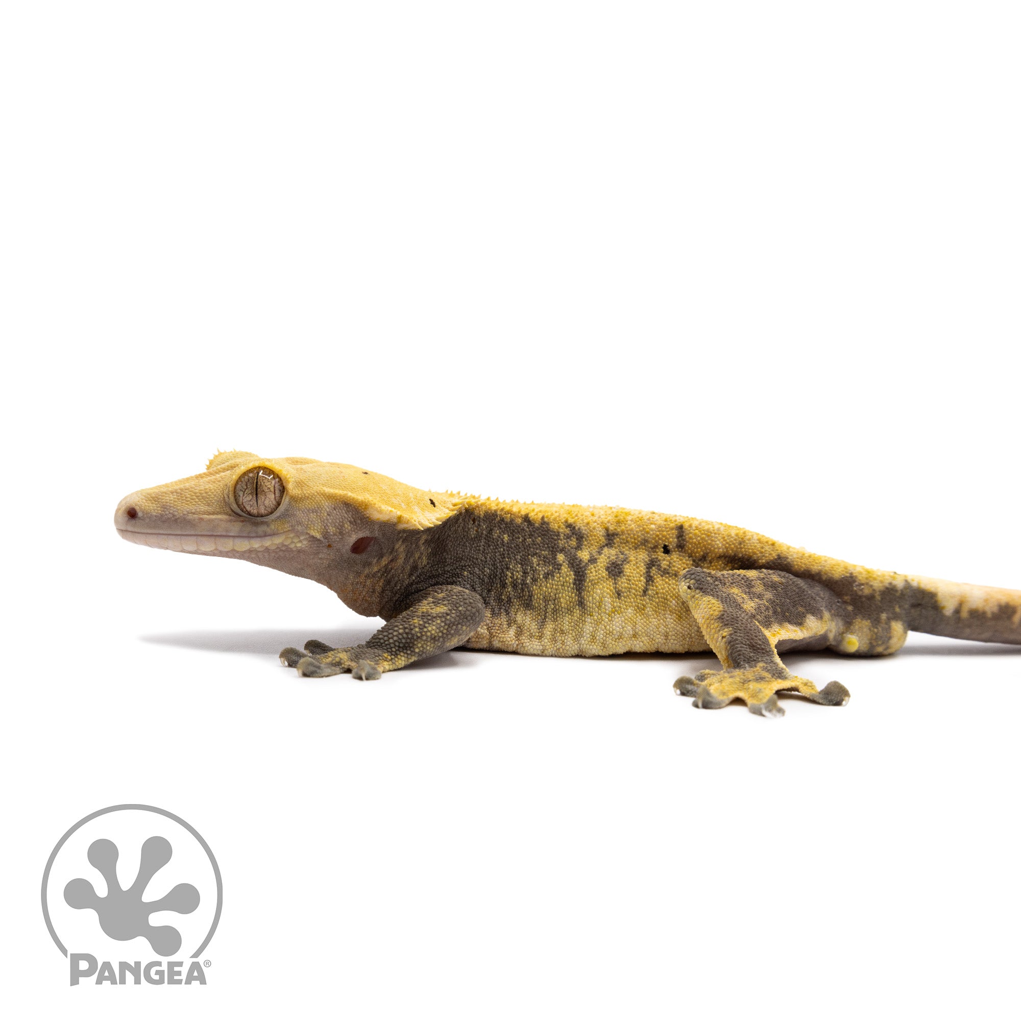 Male Pixel Crested Gecko Cr-10059 facing left