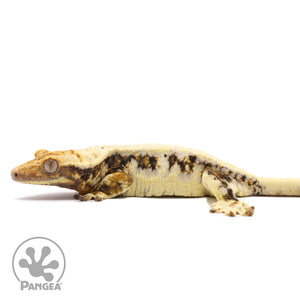 Female Lilly White Crested Gecko Cr-1023 facing left