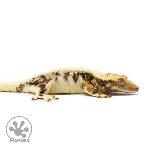 Female Lilly White Crested Gecko Cr-1023 facing right