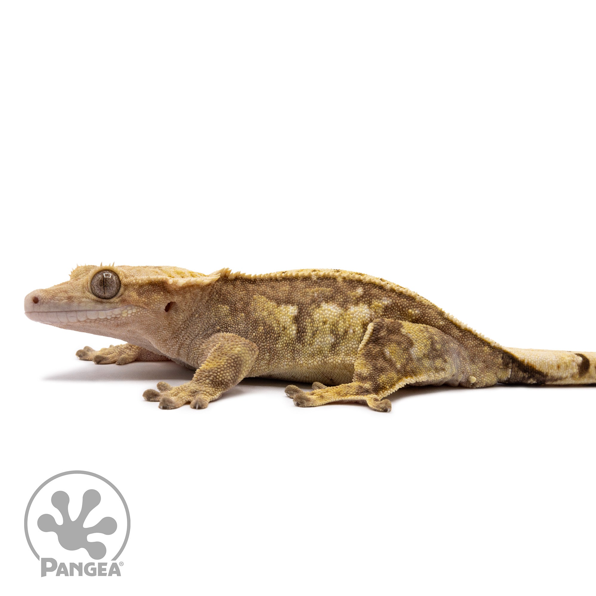 Female Partial Pinstripe Crested Gecko Cr-1030 facing left