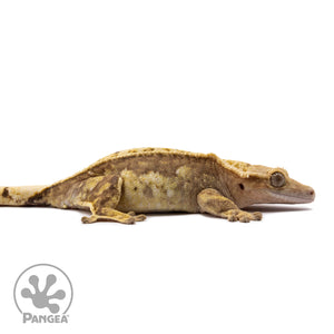 Female Partial Pinstripe Crested Gecko Cr-1030 facing right