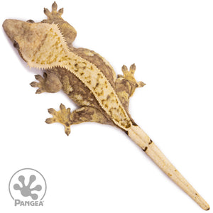 Female Partial Pinstripe Crested Gecko Cr-1030 from above