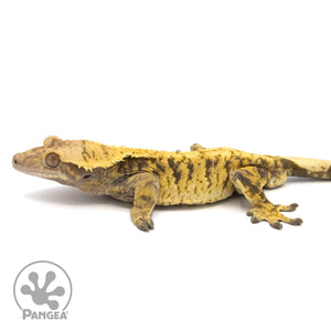 Male XXX Crested Gecko Cr-1062 facing left