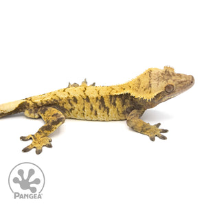 Male XXX Crested Gecko Cr-1062 facing right