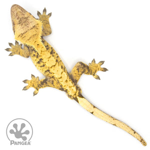 Male XXX Crested Gecko Cr-1062 from above