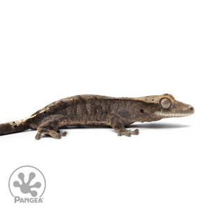 Juvenile Possible Cappuccino Crested Gecko Cr-10,046 facing right