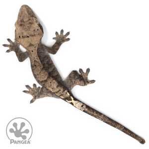 Juvenile Possible Cappuccino Crested Gecko Cr-10,046 from above