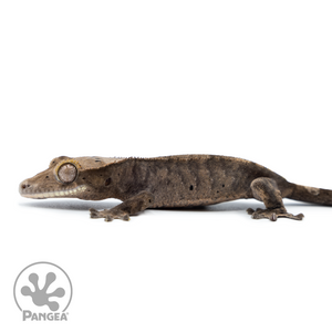 Juvenile Possible Cappuccino Crested Gecko Cr-10,046 facing left