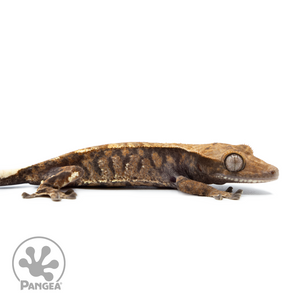 Juvenile XXX Cappuccino Crested Gecko Cr-10,047 facing right