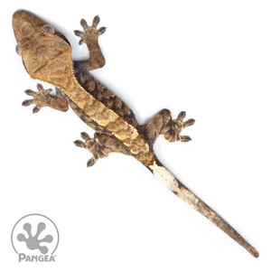 Juvenile XXX Cappuccino Crested Gecko Cr-10,047 from above