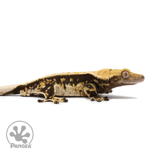 Male Tricolor Extreme Harlequin Crested Gecko Cr-1122 facing right