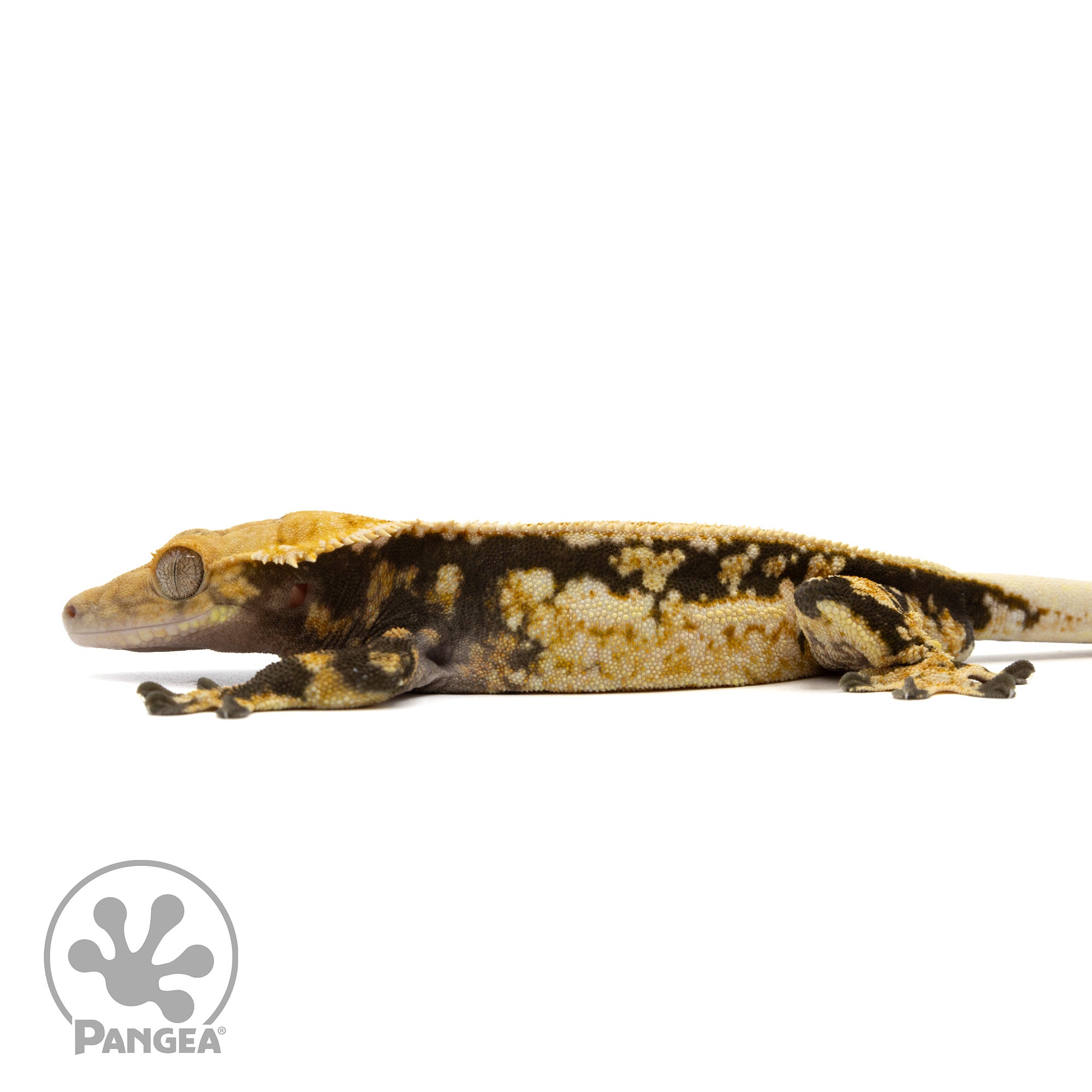 Male Quadstripe Crested Gecko Cr-1128 facing left