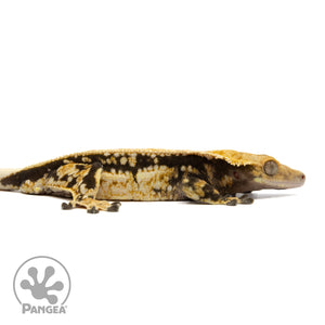 Male Quadstripe Crested Gecko Cr-1128 facing right