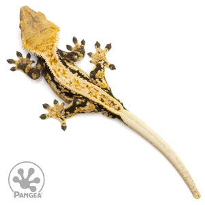 Male Quadstripe Crested Gecko Cr-1128 from above