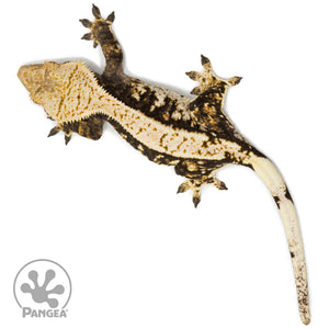 Female Extreme Harlequin Tricolor Crested Gecko Cr-1129 from above