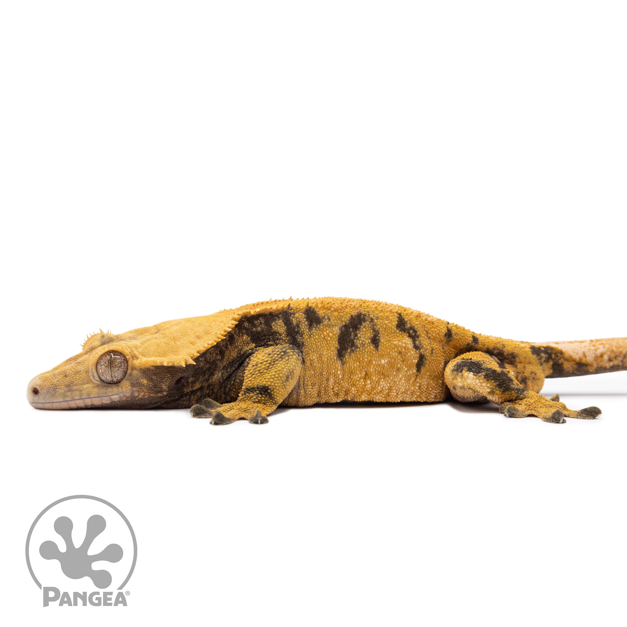 Male XXX Crested Gecko Cr-1135 facing left