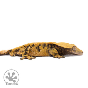 Male XXX Crested Gecko Cr-1135 facing right