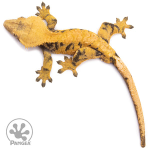 Male XXX Crested Gecko Cr-1135 from above