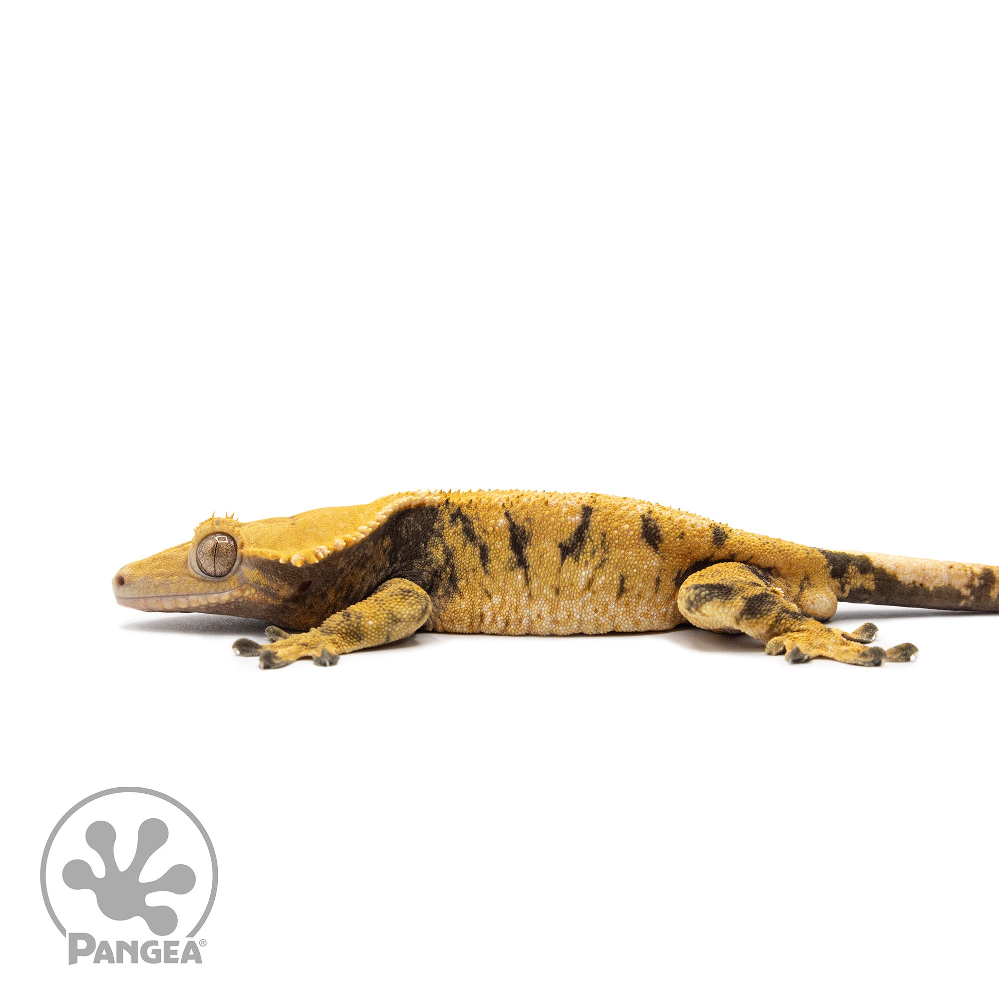 Male XXX Crested Gecko Cr-1136 facing left