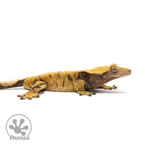 Male XXX Crested Gecko Cr-1136 facing right