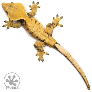 Male XXX Crested Gecko Cr-1136 from above