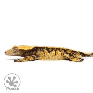 Male Tricolor Extreme Harlequin Crested Gecko Cr-1145 facing left