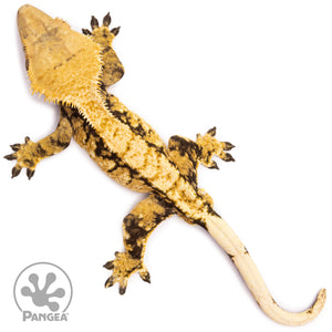 Male Tricolor Extreme Harlequin Crested Gecko Cr-1145 from above