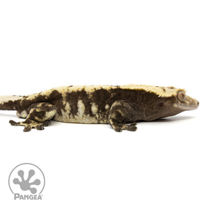 Male Harlequin Crested Gecko Cr-1168