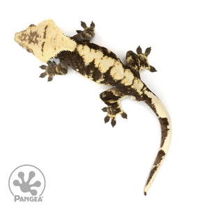 Male Harlequin Crested Gecko Cr-1168