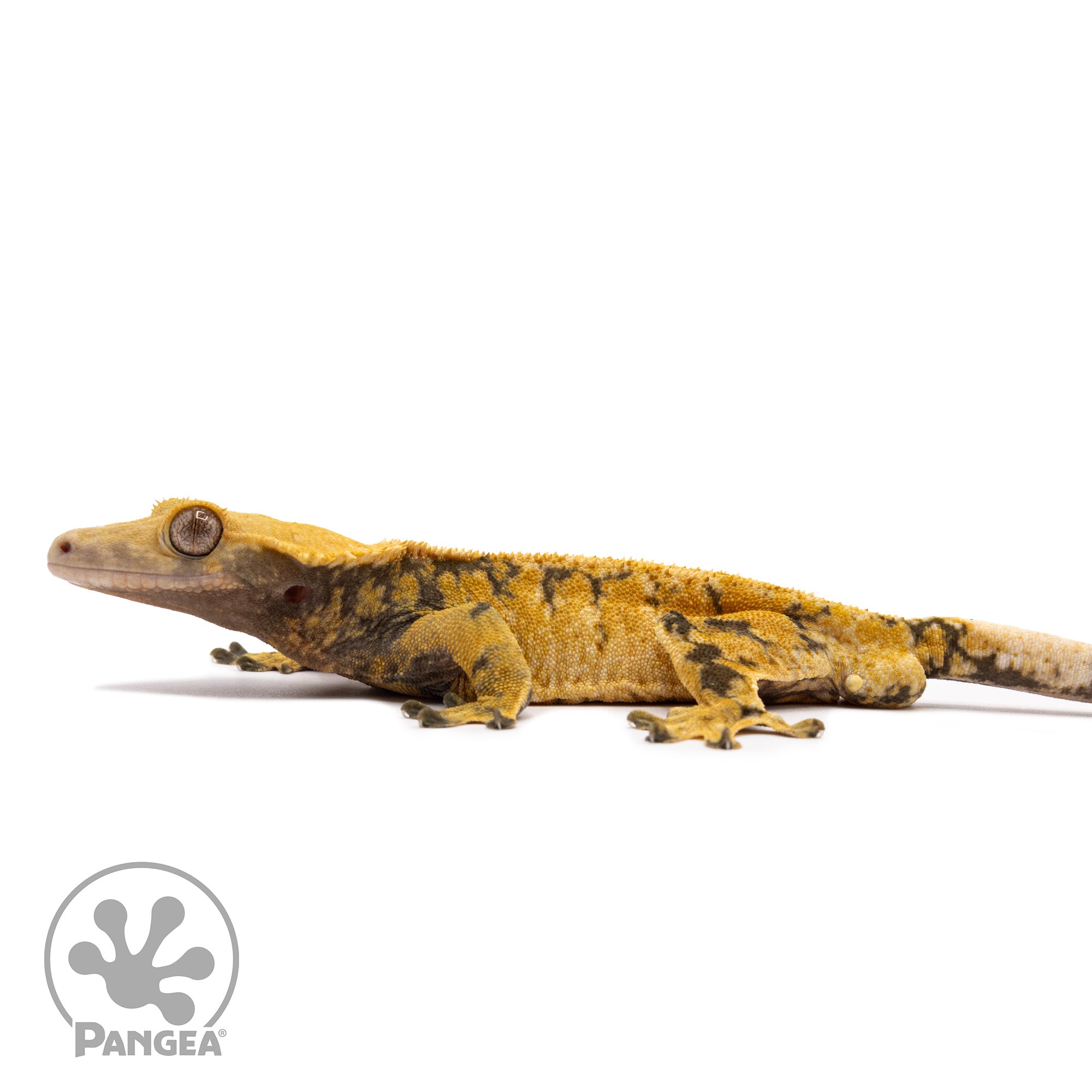 Male XXX Crested Gecko Cr-1201 facing left