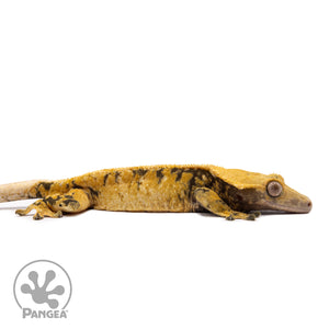 Male XXX Crested Gecko Cr-1201 facing right