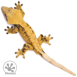 Male XXX Crested Gecko Cr-1201 from above