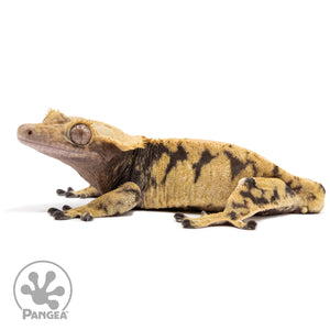 Male XXX Crested Gecko Cr-1233 facing left