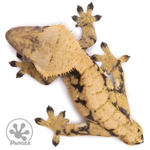 Male XXX Crested Gecko Cr-1233 from above