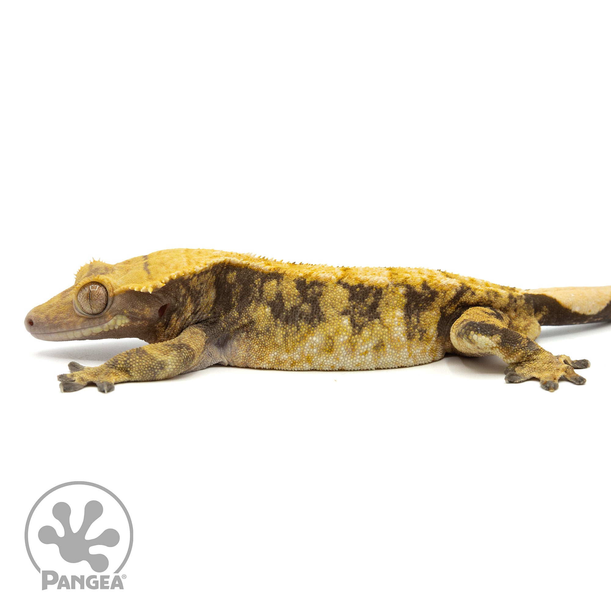 Male XXX Tricolor Crested Gecko Cr-1236 facing left