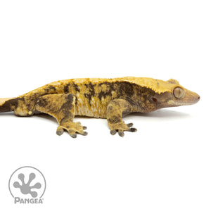 Male XXX Tricolor Crested Gecko Cr-1236 facing right