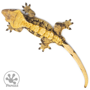 Male XXX Tricolor Crested Gecko Cr-1236 from above