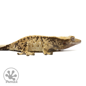 Female XXX Tricolor Crested Gecko Cr-1246 facing right