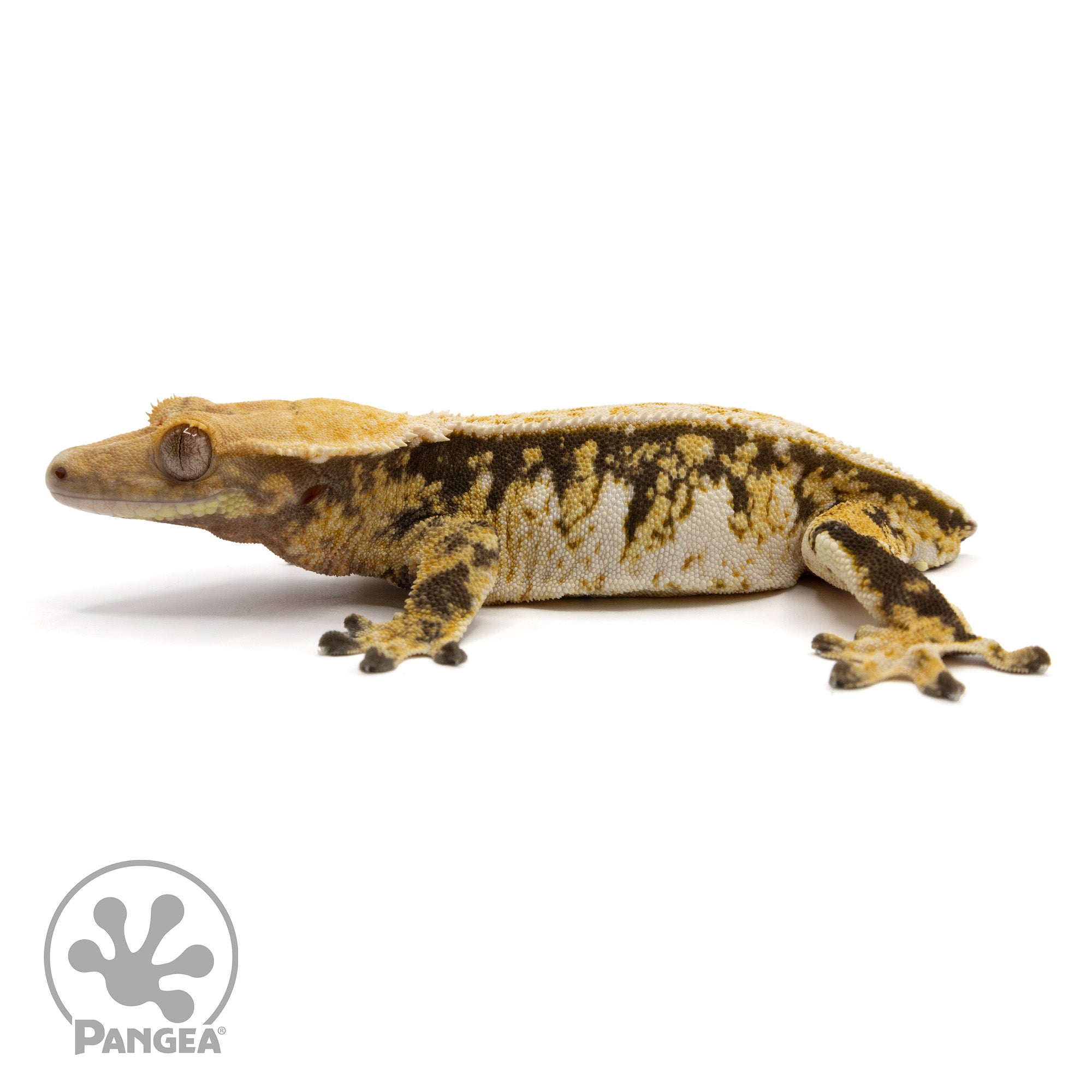 Female Tricolor Pinstripe Crested Gecko Cr-1268 facing left