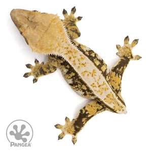 Female Tricolor Pinstripe Crested Gecko Cr-1268 from above