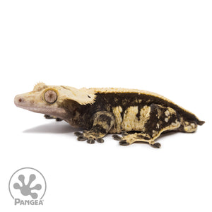 Male White Wall Crested Gecko Cr-1287 facing left