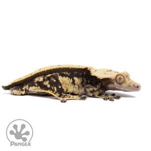 Male White Wall Crested Gecko Cr-1287 facing right