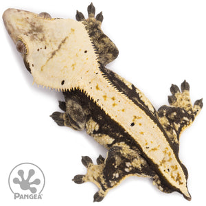 Male White Wall Crested Gecko Cr-1287 from above