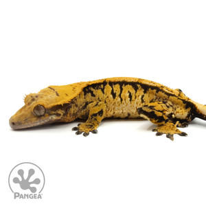 Male Extreme Harlequin Crested Gecko Cr-1302 facing left