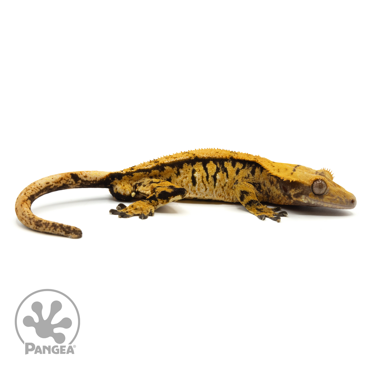 Male Reverse Pinstripe Crested Gecko | Pangea Reptile | Cr-1302 ...