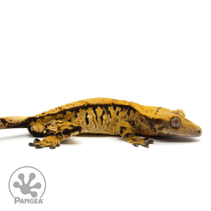 Male Extreme Harlequin Crested Gecko Cr-1302 facing right