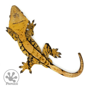 Male Extreme Harlequin Crested Gecko Cr-1302 from above