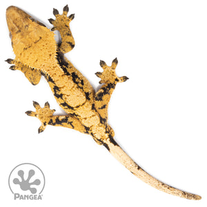 Male XXX Crested Gecko Cr-1323 from above