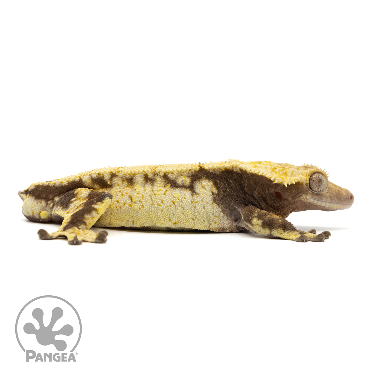 Male Extreme Crested Gecko | Pangea Reptile | Cr-1531 - Pangea Reptile LLC